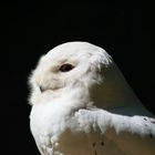 schnee-eule-m-bubo-scandiacus-snowy-owl_35620437700_o