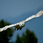 Schnee-Eule, plötzlich war sie da!