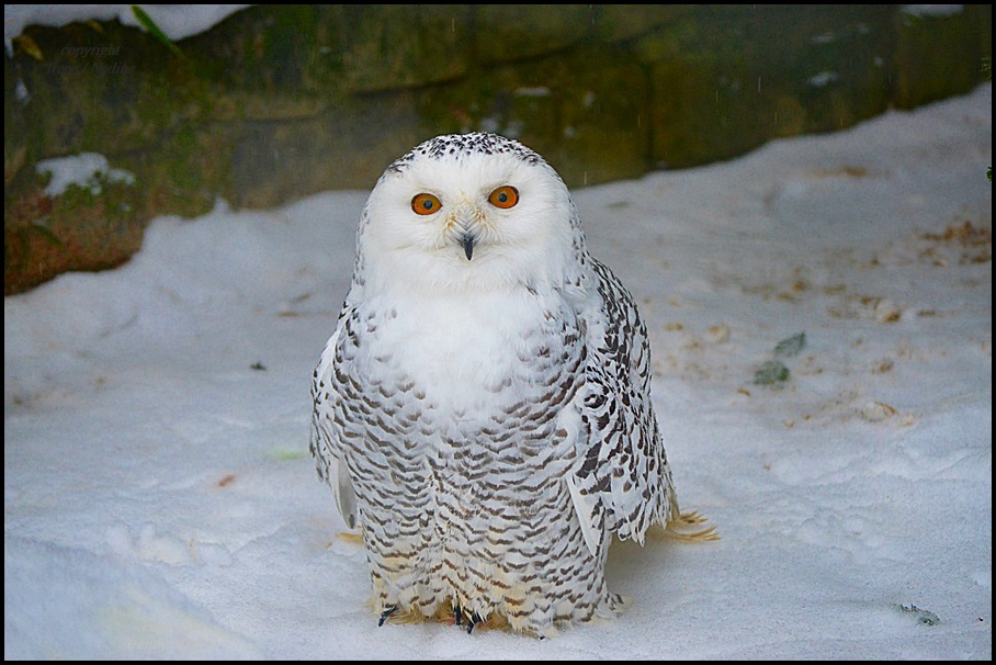 Schnee & Eule = Schneeeule Foto & Bild | weiß, natur, zoo Bilder auf