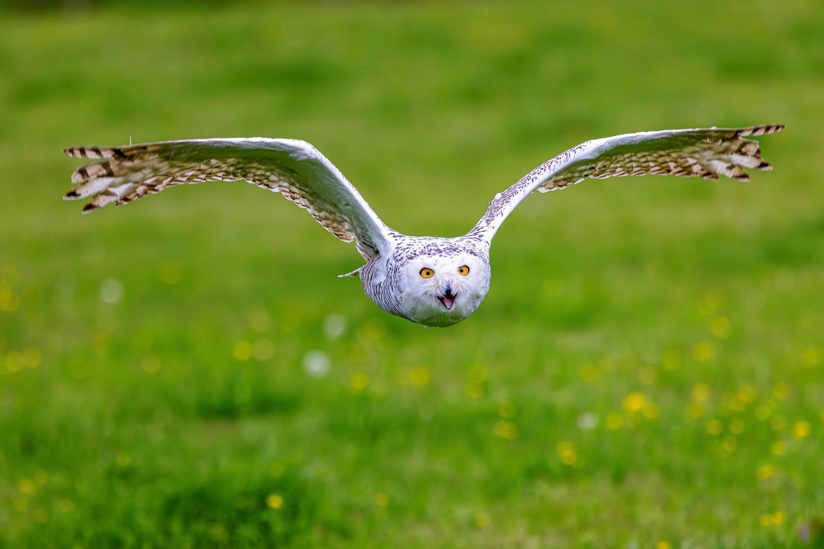 Schnee-Eule / Snowy owl