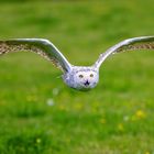 Schnee-Eule / Snowy owl