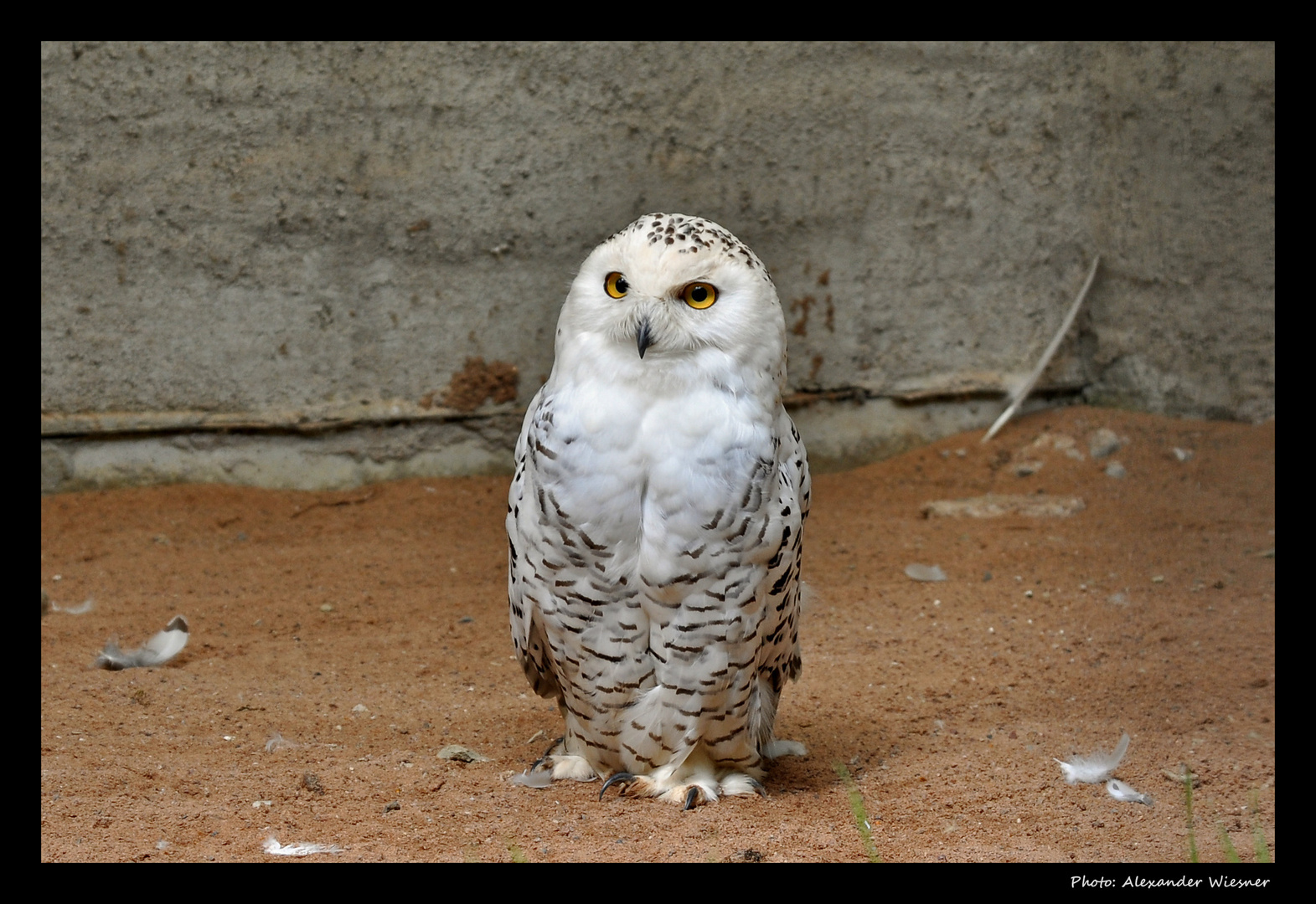 Schnee-Eule - Tierpark Sababurg