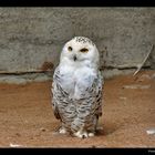 Schnee-Eule - Tierpark Sababurg