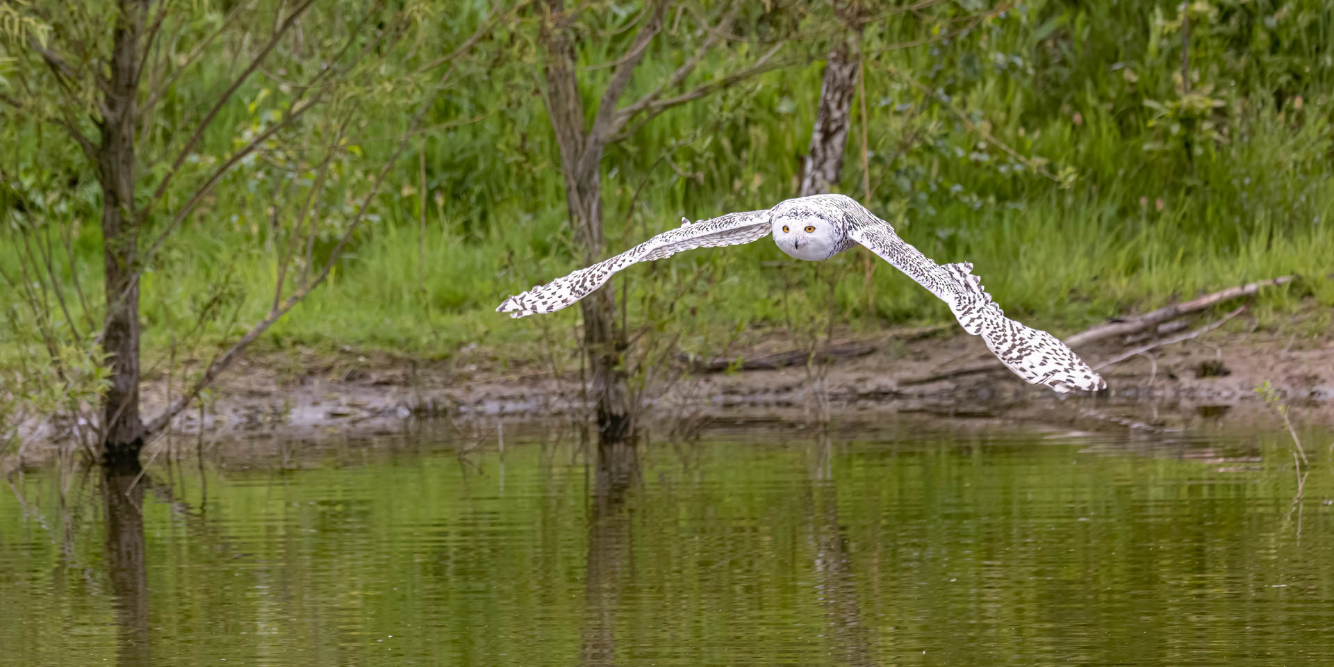 Schnee-Eule über Wasser / Snowy owl over water