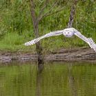 Schnee-Eule über Wasser / Snowy owl over water