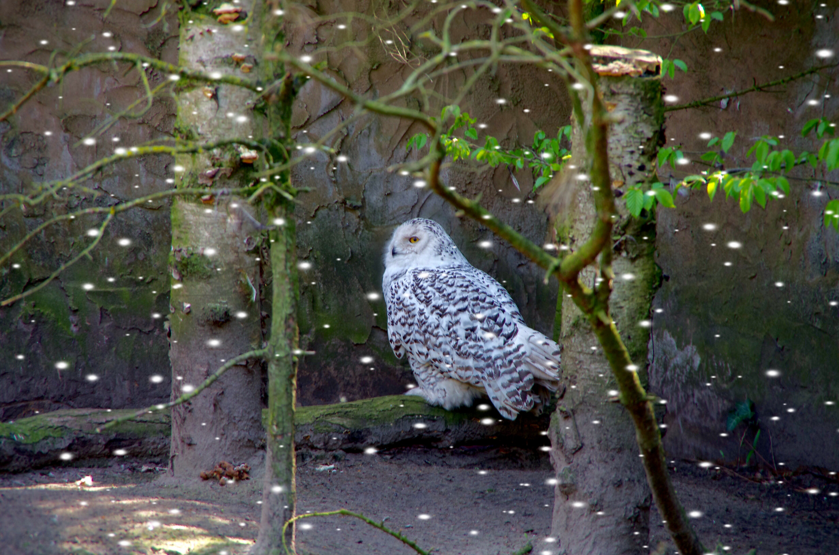 Schnee-Eulen...