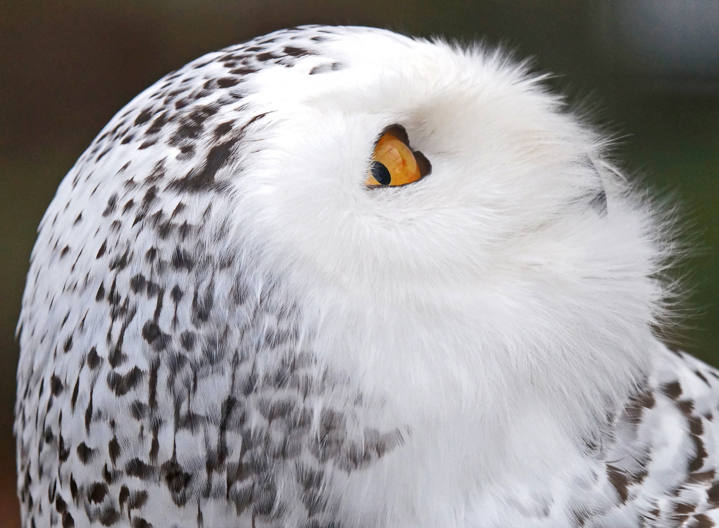 Schnee-Eulen-Auge in Herzform