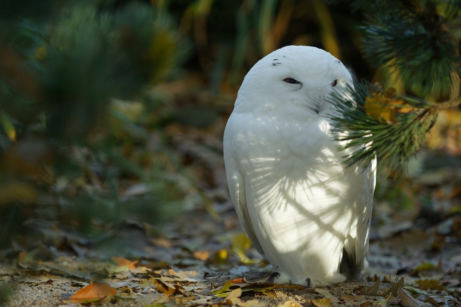 Schnee-Eulen Männchen "Harry"