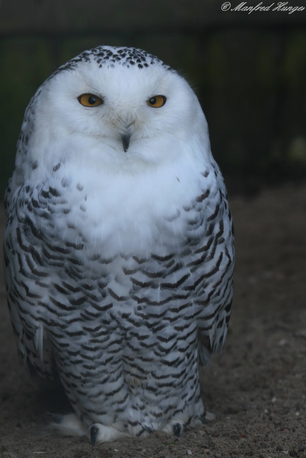 Schnee-Eulen-Portrait