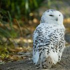 Schnee-Eulen Weibchen "Hermine"