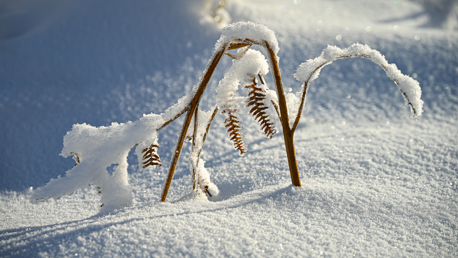 Schnee-Farn