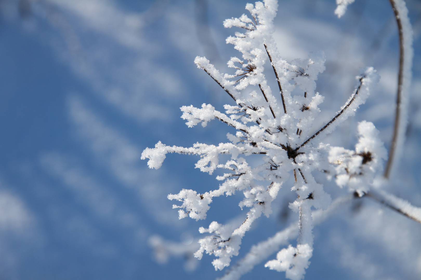 Schnee Flocke