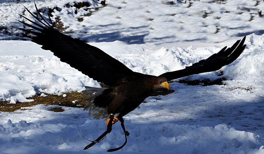 Schnee -Flug !!!!!