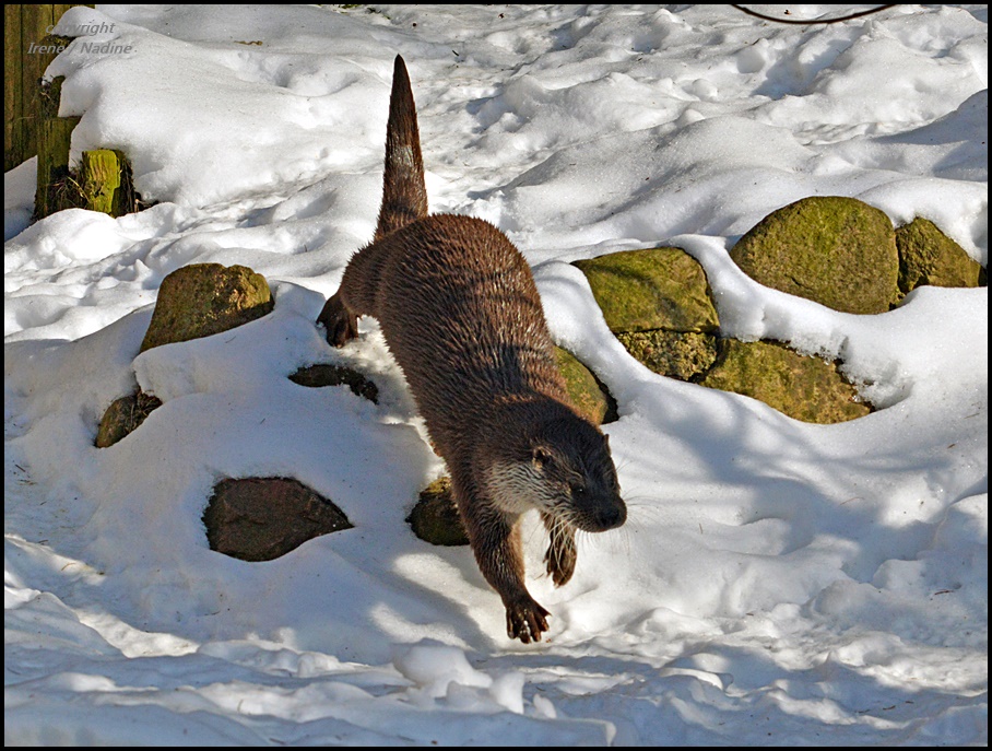 Schnee Flug !?!?