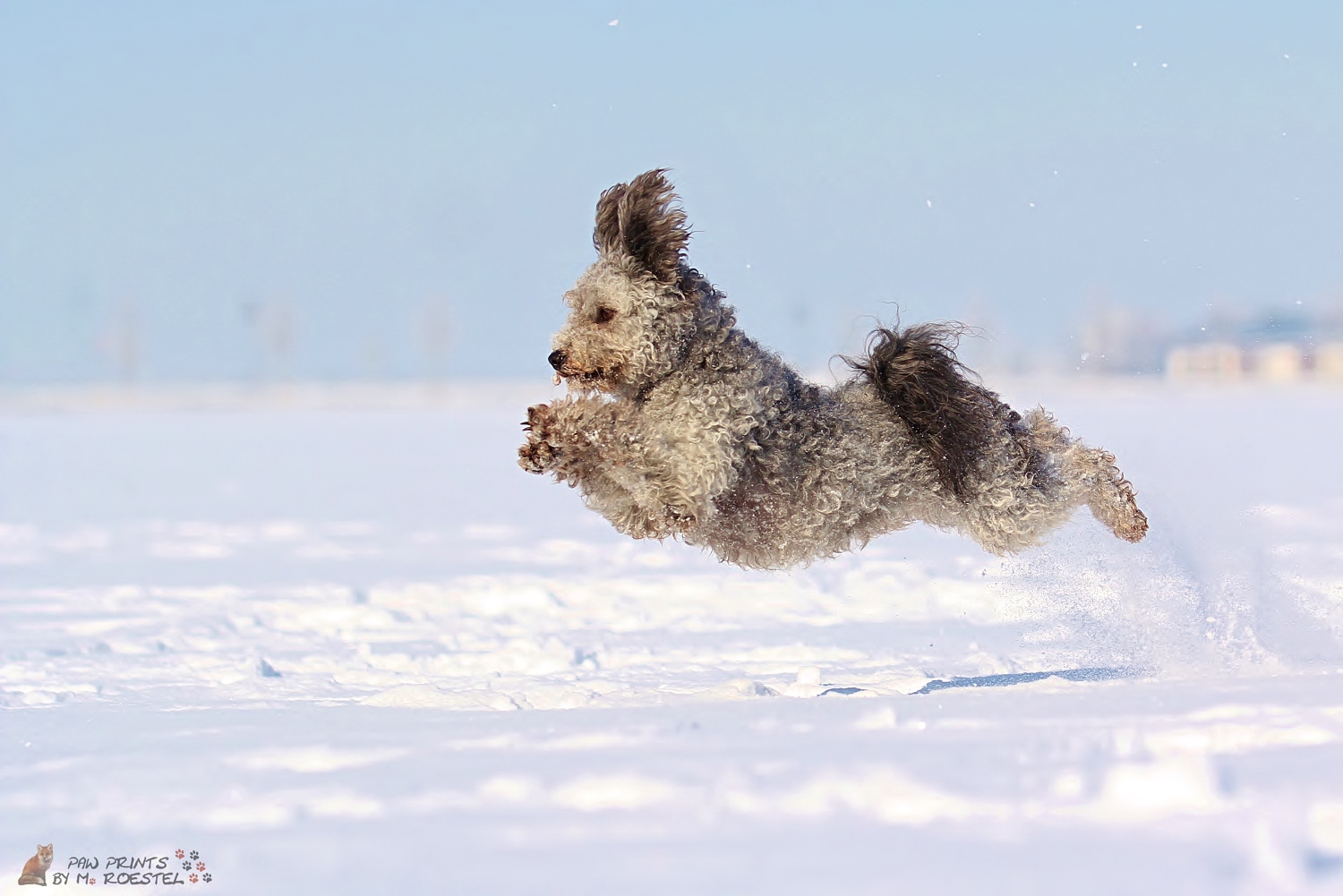 Schnee-Flug-Hund