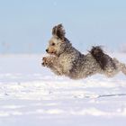 Schnee-Flug-Hund