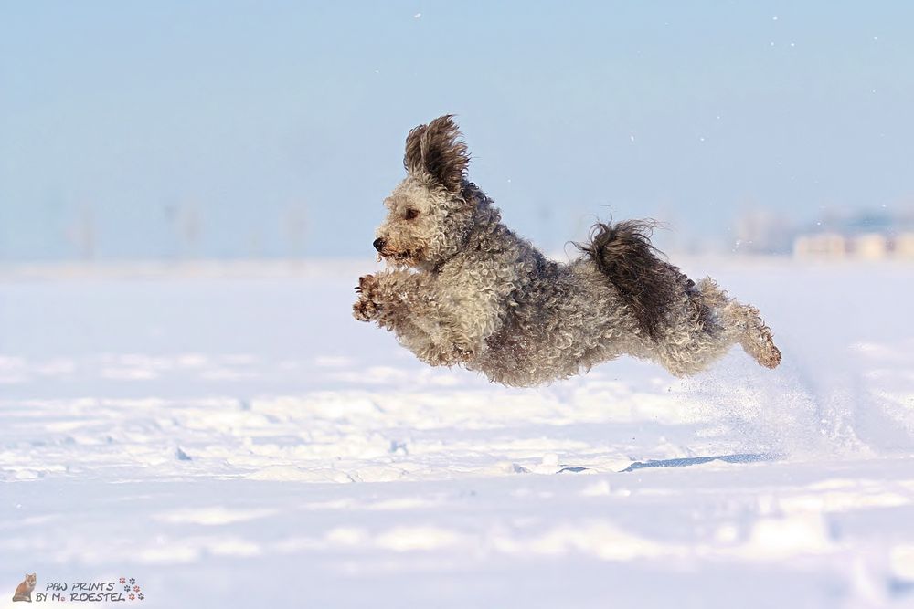 Schnee-Flug-Hund