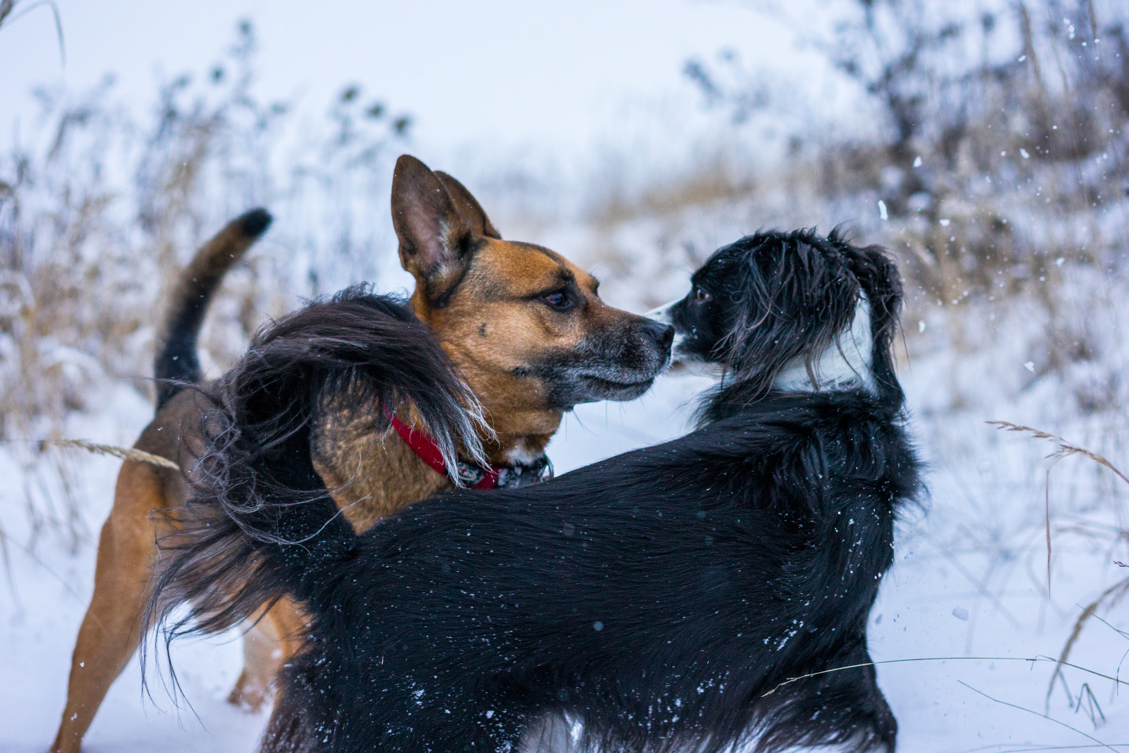 Schnee Fotoshooting Foto Bild Tiere Tierfreundschaften Fotos Bilder Auf Fotocommunity