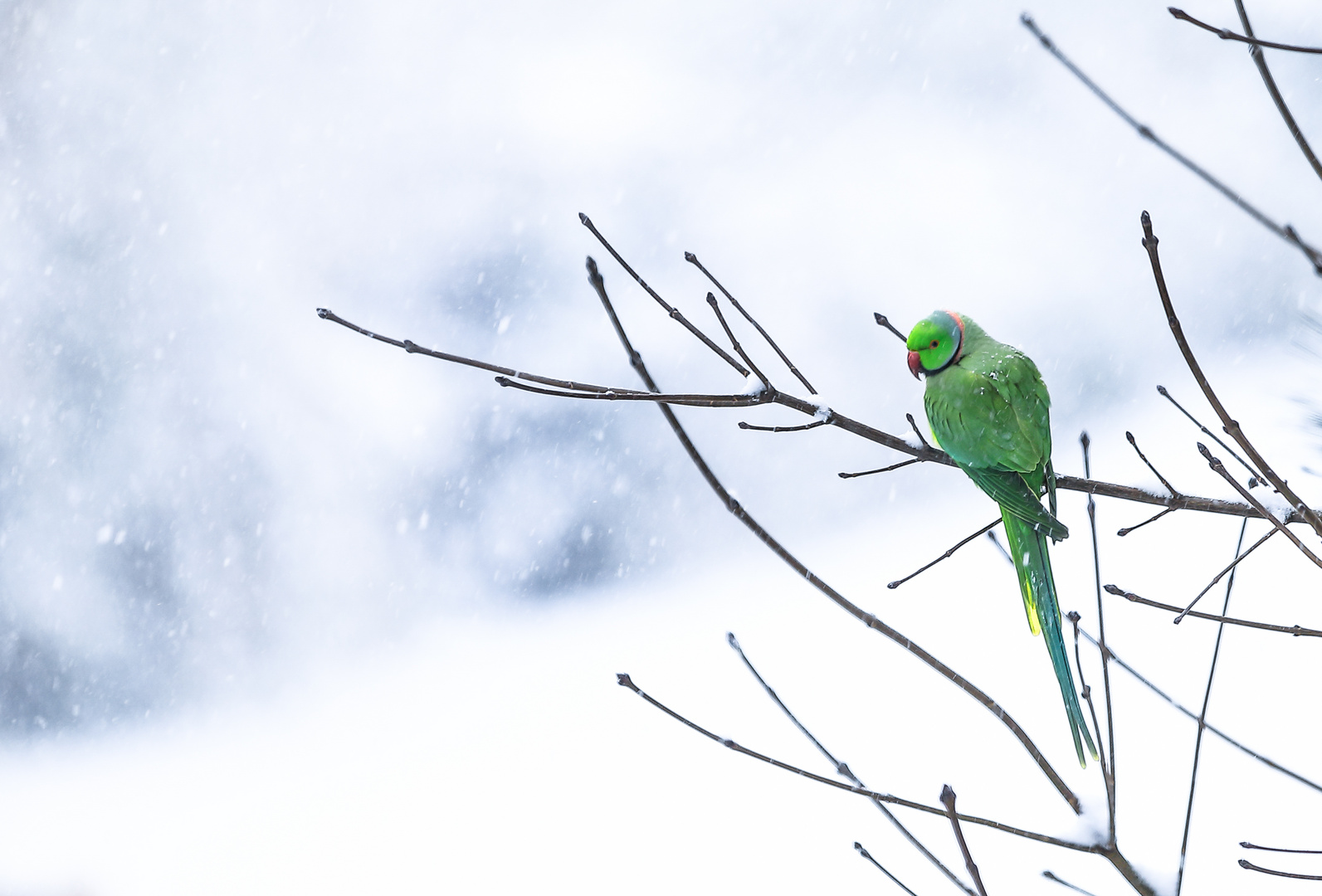 Schnee - fremde Welt ?