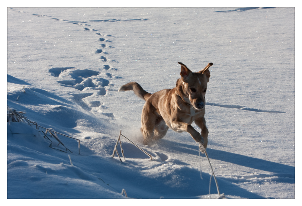 Schnee Freude