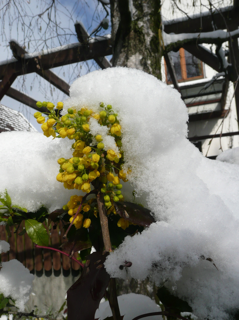 Schnee frißt Blumen