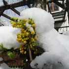 Schnee frißt Blumen