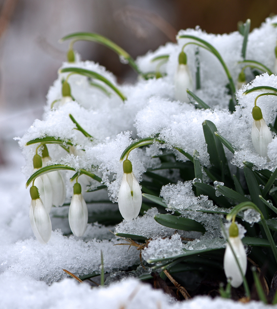 Schnee für ein.... Teil 1