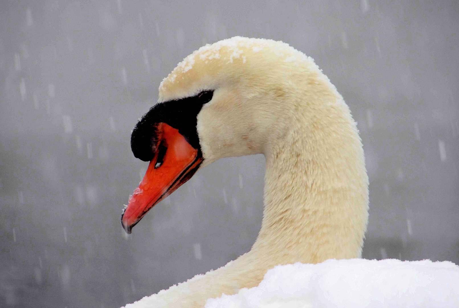 Schnee! für Schwäne kein Vergnügen