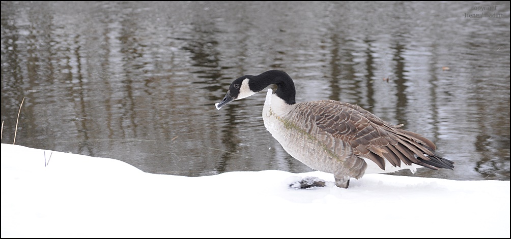  " Schnee Gänschen "