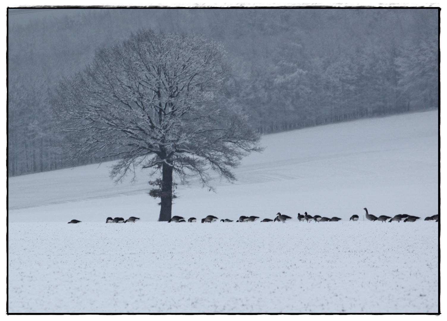 " SCHNEE" Gänse sind es nicht