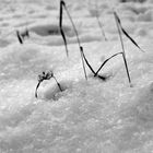 Schnee genauer betrachtet