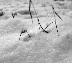 Schnee genauer betrachtet