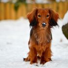 Schnee Gestöber