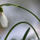 Schnee-Glöckchen