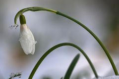 Schnee-Glöckchen