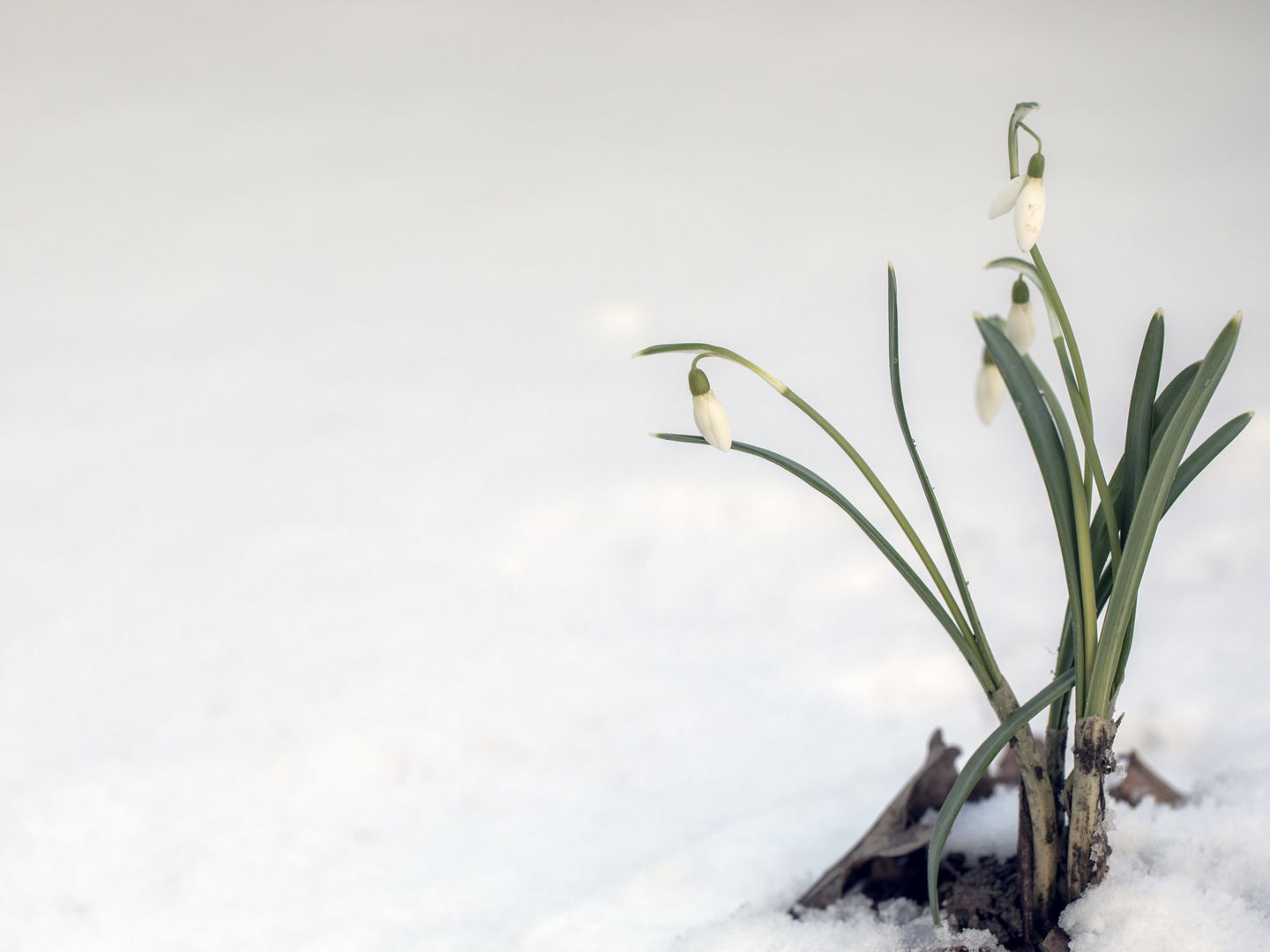 Schnee Glöckchen 2