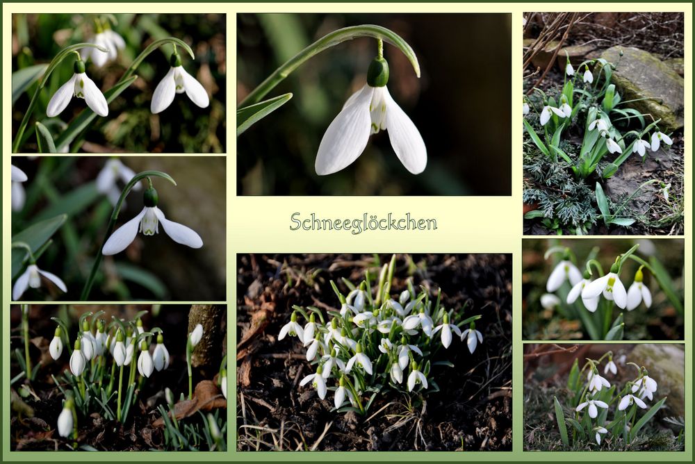 Schnee - Glöckchen..