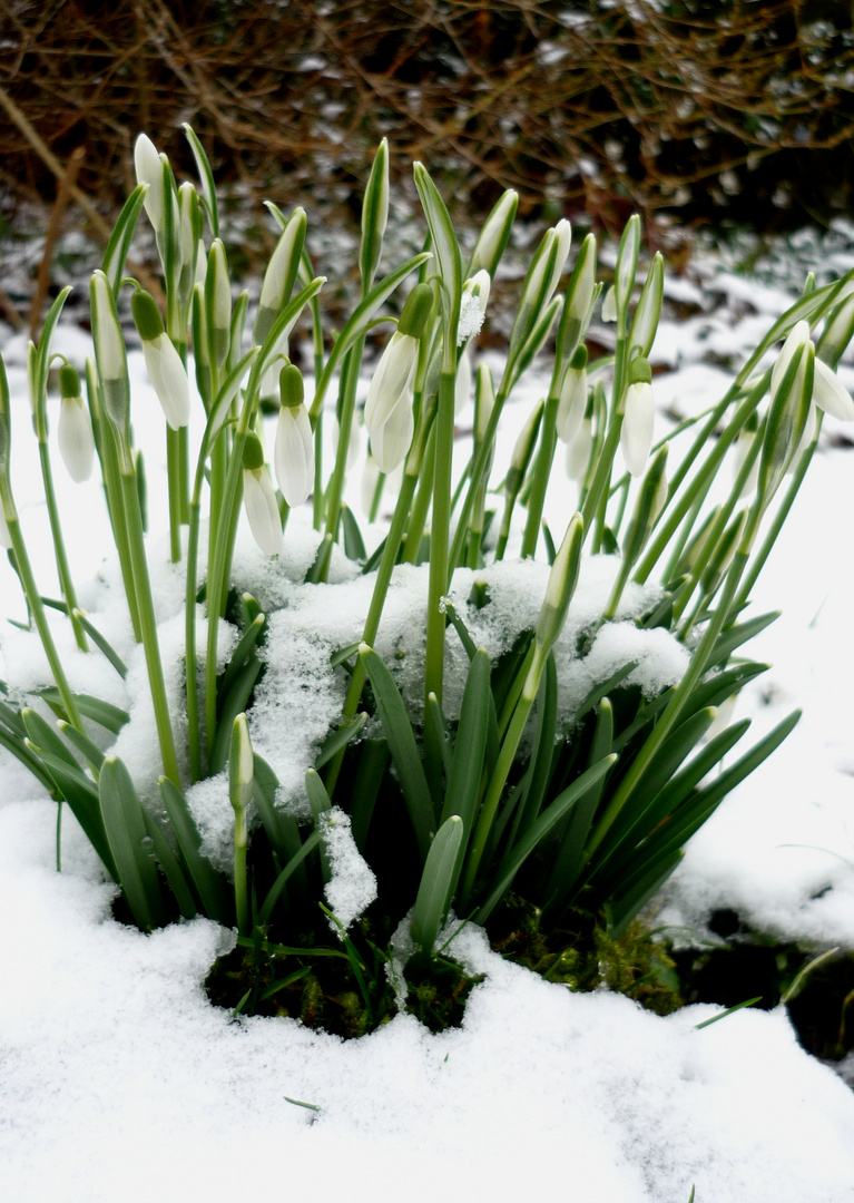 Schnee-Glöckchen