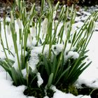 Schnee-Glöckchen