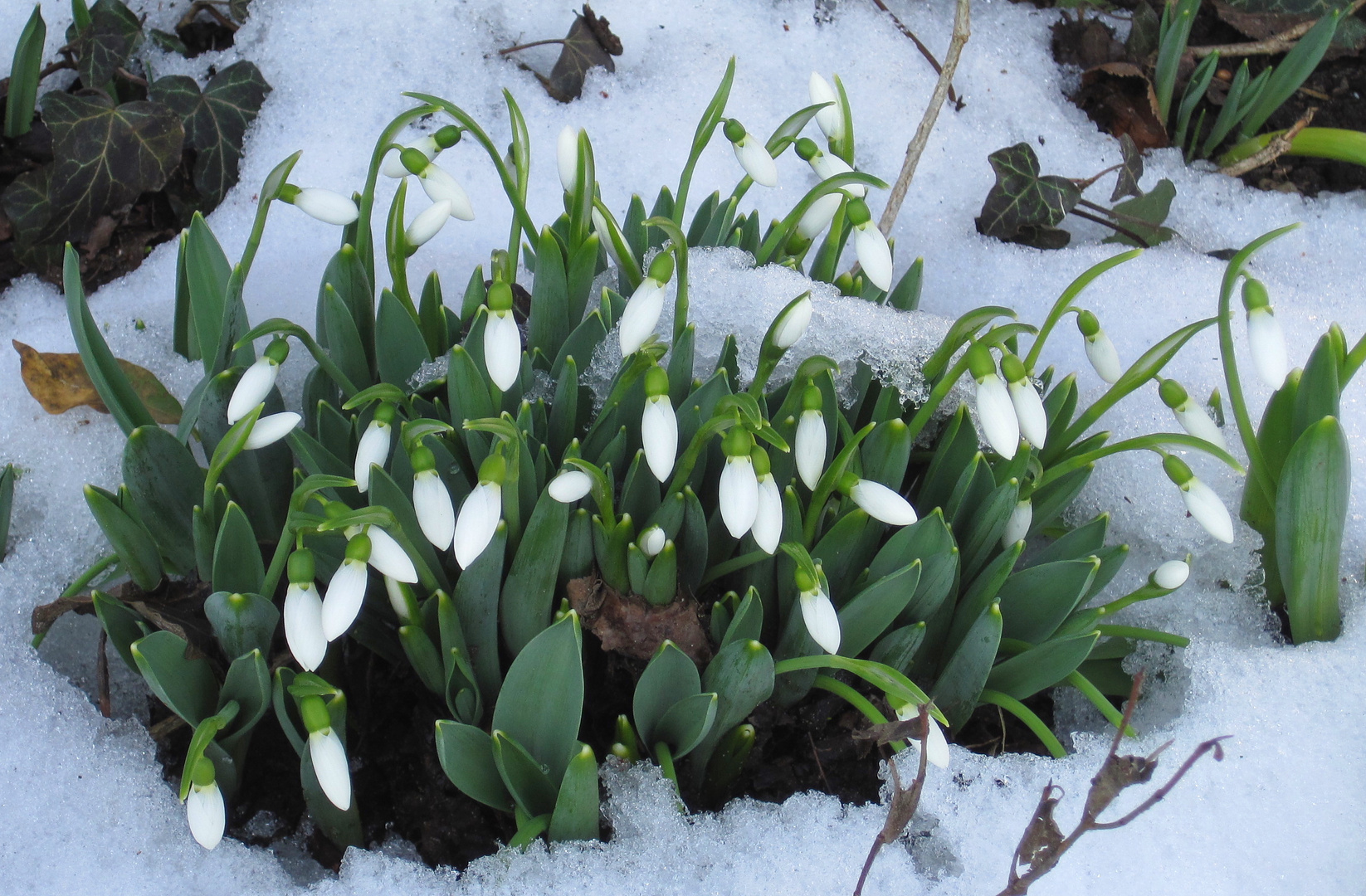 Schnee-Glöckchen