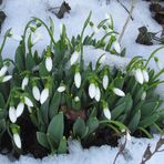 Schnee-Glöckchen