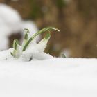 Schnee-Glöckchen