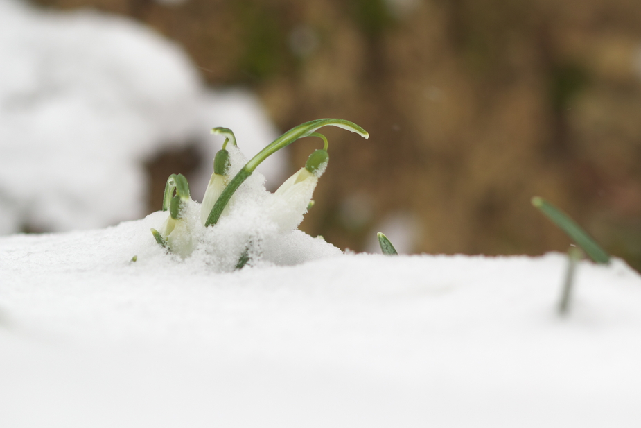 Schnee-Glöckchen