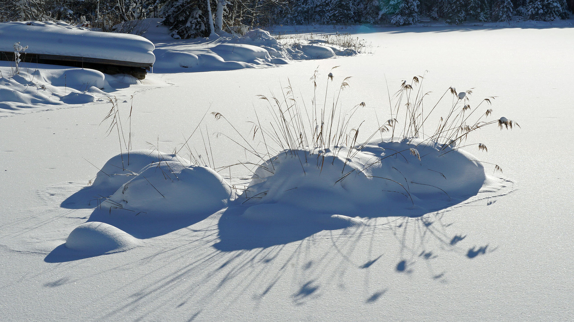 Schnee-Gräser