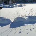 Schnee-Gräser