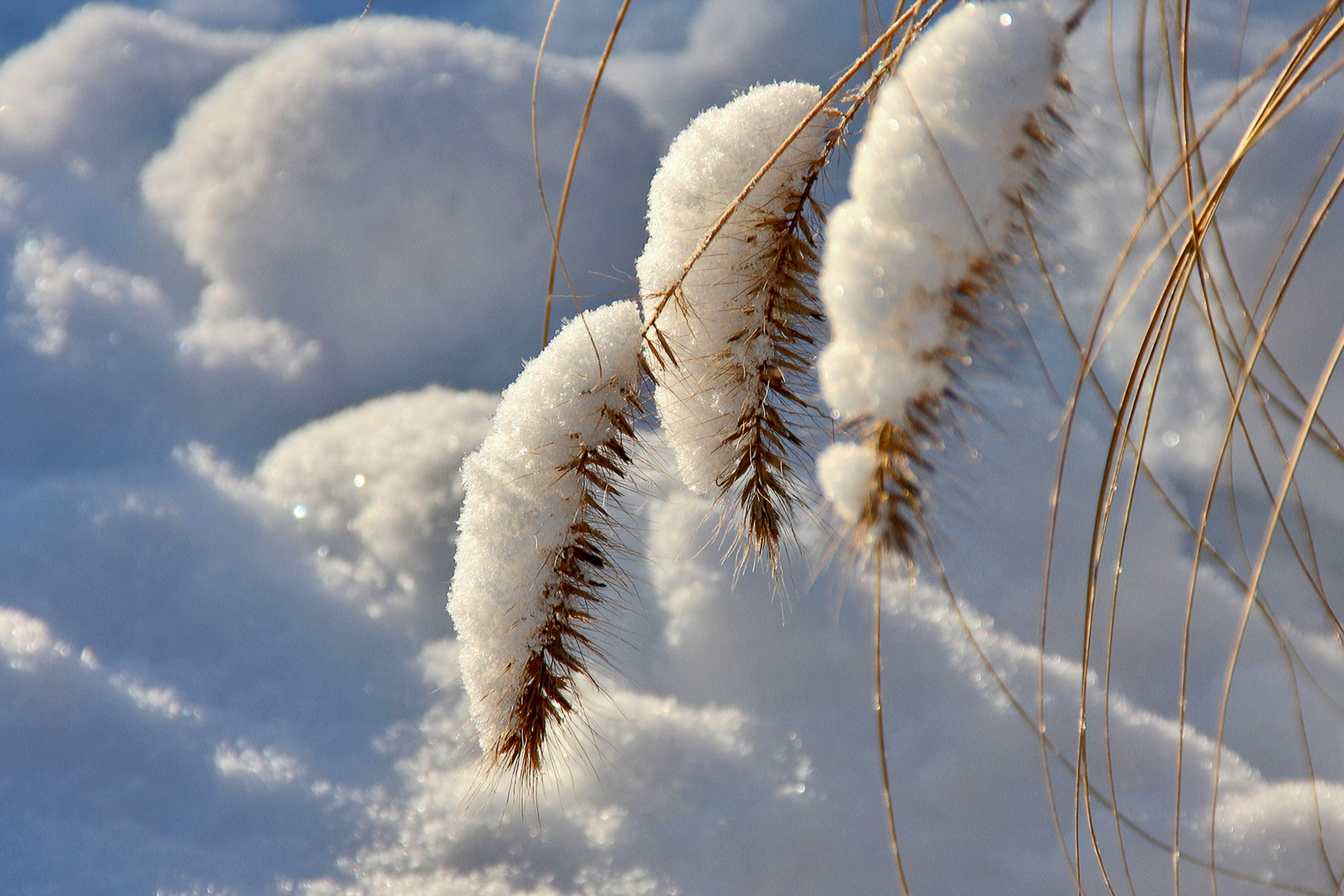 Schnee-Gras..