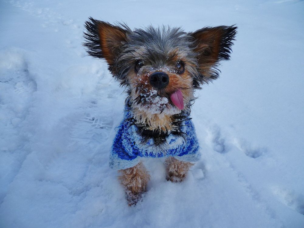 Schnee - Gremelin - Happy