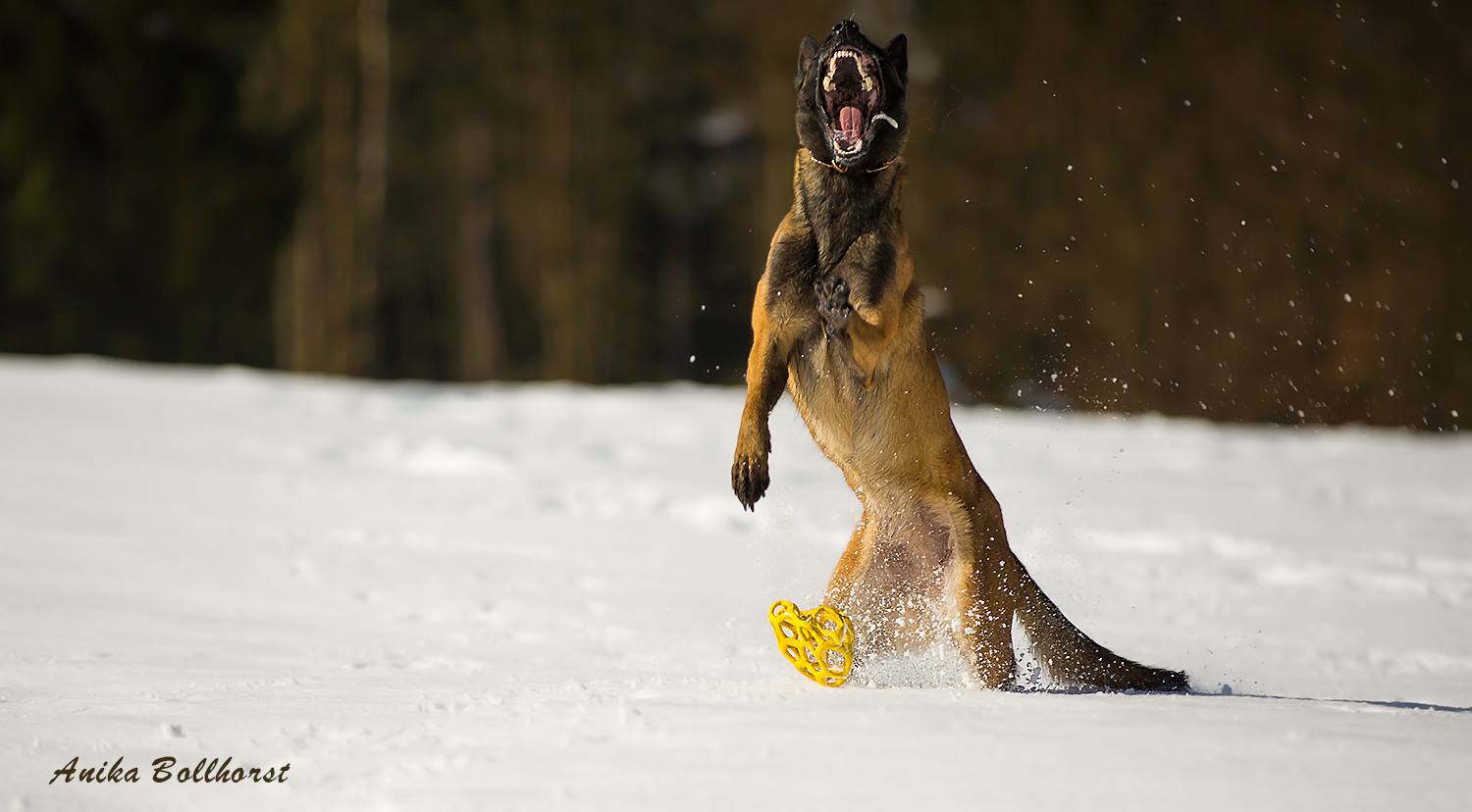 Schnee hab ich zum Fressen gern!