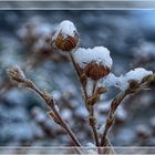 Schnee-Häubchen