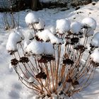 Schnee-Häubchen